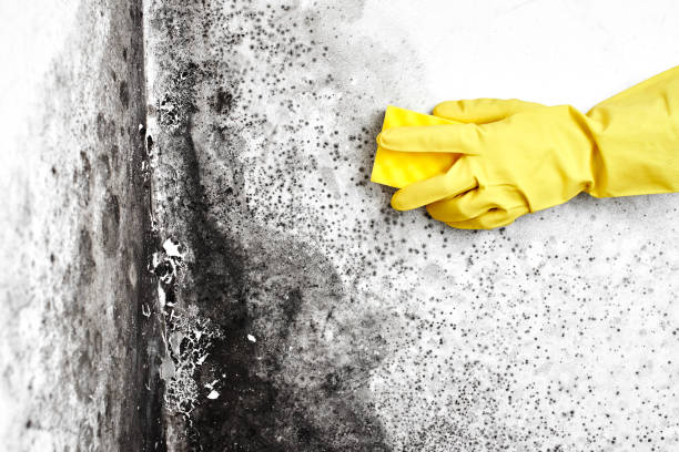 Biohazard Mold Removal in West Belmar, NJ