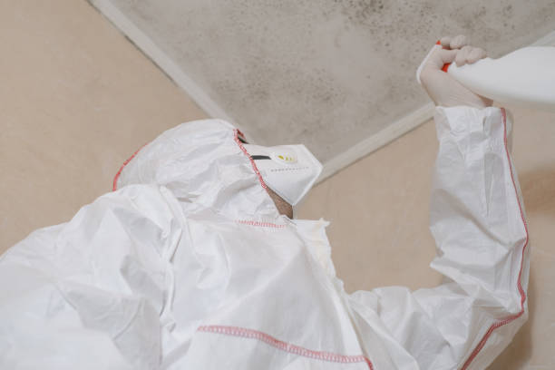 Mold Odor Removal Services in West Belmar, NJ